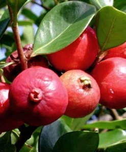 Red Strawberry Guava Live Plant (5-9