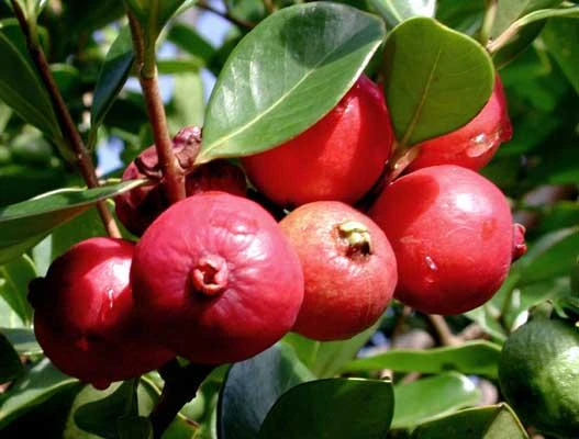 Red Strawberry Guava Live Plant (5-9" Tall) - Psidium cattleyanum - Edible Fruit Tree - Compact Indoor/Outdoor Container - Image 6