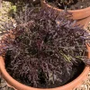 Red Streaked Mizuna Mustard Seeds - 200 Japanese Vegetable Seeds - Image 1