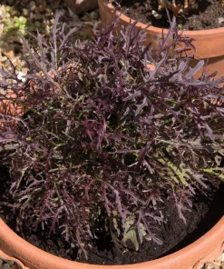 Red Streaked Mizuna Mustard Seeds - 200 Japanese Vegetable Seeds - Image 1