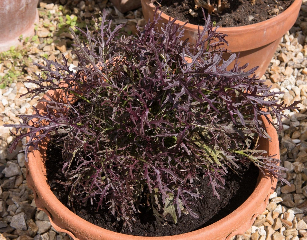 Red Streaked Mizuna Mustard Seeds - 200 Japanese Vegetable Seeds - Image 1