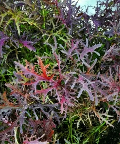 Red Streaked Mizuna Mustard Seeds - 200 Japanese Vegetable Seeds - Image 2