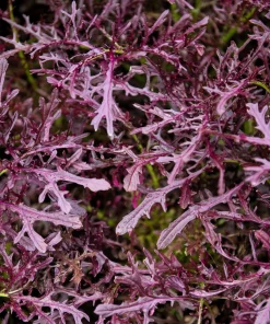 Red Streaked Mizuna Mustard Seeds - 200 Japanese Vegetable Seeds - Image 3
