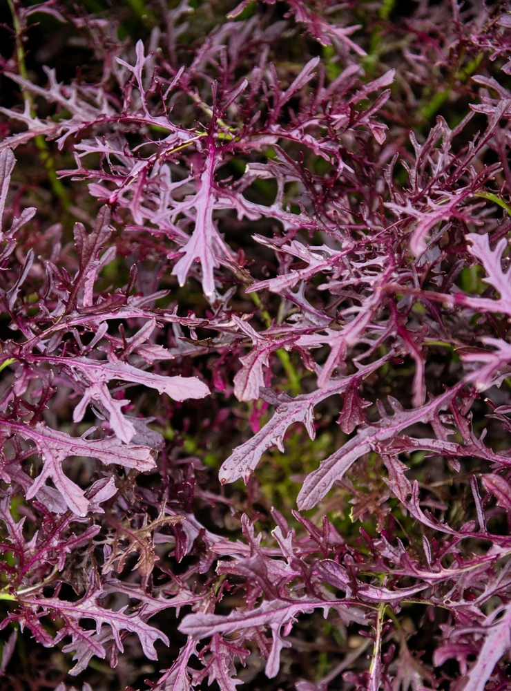 Red Streaked Mizuna Mustard Seeds - 200 Japanese Vegetable Seeds - Image 3