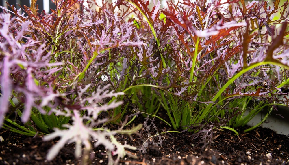 Red Streaked Mizuna Mustard Seeds - 200 Japanese Vegetable Seeds - Image 4