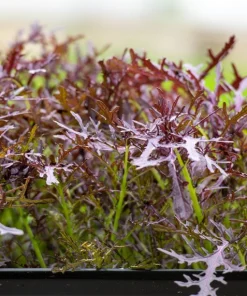 Red Streaked Mizuna Mustard Seeds - 200 Japanese Vegetable Seeds - Image 5