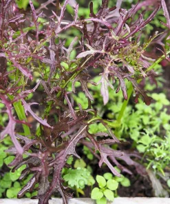 Red Streaked Mizuna Mustard Seeds - 200 Japanese Vegetable Seeds - Image 6