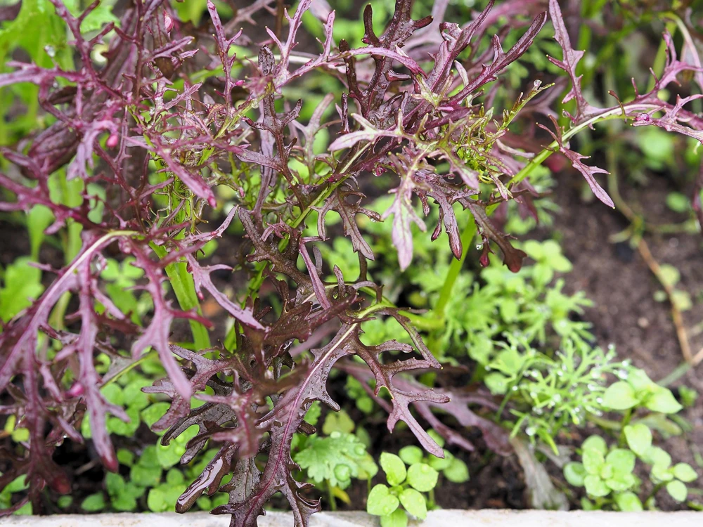 Red Streaked Mizuna Mustard Seeds - 200 Japanese Vegetable Seeds - Image 6