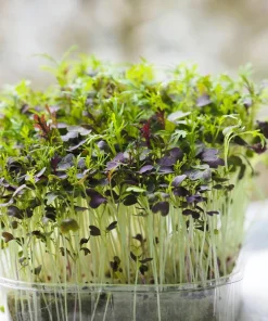 Red Streaked Mizuna Mustard Seeds - 200 Japanese Vegetable Seeds - Image 7
