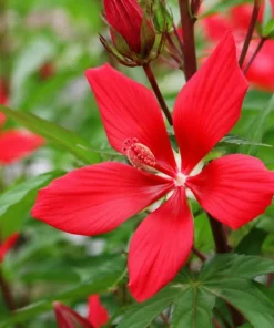 Red Texas Star Hardy Hibiscus Live Plant 4-6 Inch Tall – Vibrant Red Perennial - Image 2