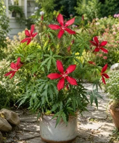 Red Texas Star Hardy Hibiscus Live Plant 4-6 Inch Tall – Vibrant Red Perennial - Image 3