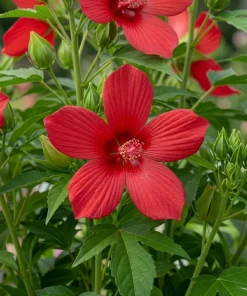 Red Texas Star Hardy Hibiscus Live Plant 4-6 Inch Tall – Vibrant Red Perennial - Image 4