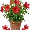 Red Texas Star Hardy Hibiscus Live Plant 4-6 Inch Tall – Vibrant Red Perennial - Image 1