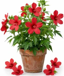 Red Texas Star Hardy Hibiscus Live Plant 4-6 Inch Tall – Vibrant Red Perennial - Image 1