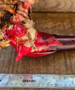 Red Torch Ginger Rhizome – Etlingera Elatior Live Tropical Plant – 1 Count - Image 4
