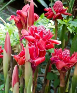 Red Torch Ginger Rhizome – Etlingera Elatior Live Tropical Plant – 1 Count - Image 5