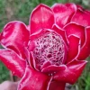 Red Torch Ginger Rhizome – Etlingera Elatior Live Tropical Plant – 1 Count - Image 1