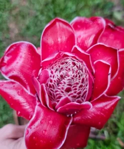 Red Torch Ginger Rhizome – Etlingera Elatior Live Tropical Plant – 1 Count - Image 1