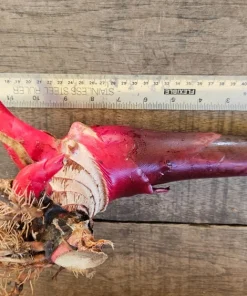 Red Torch Ginger Rhizome Live Plant - Tropical Garden Flower, 1 Count - Image 2