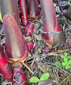 Red Torch Ginger Rhizome Live Plant - Tropical Garden Flower, 1 Count - Image 3