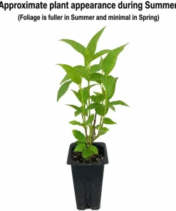 Red Twig Dogwood Live Plant - 6-12" Tall Shrub - Quart Pot - Outdoor Landscaping - Image 2