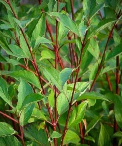 Red Twig Dogwood Live Plant - 6-12