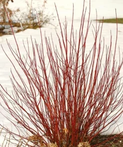 Red Twig Dogwood Live Plant - 6-12