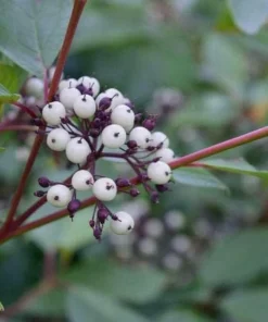 Red Twig Dogwood Live Plant - 6-12
