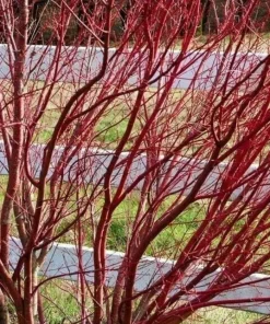 Red Twig Dogwood Live Plant - 6-12