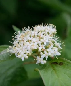 Red Twig Dogwood Live Plant - 6-12