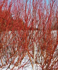 Red Twig Dogwood Live Plant - 6-12
