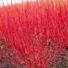Red Twig Dogwood Live Plant - 6-12" Tall Shrub - Quart Pot - Outdoor Landscaping - Image 1