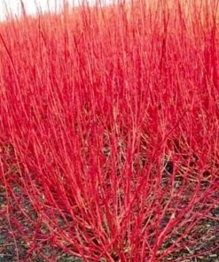 Red Twig Dogwood Live Plant - 6-12" Tall Shrub - Quart Pot - Outdoor Landscaping - Image 1