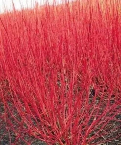 Red Twig Dogwood Shrub - 18-24