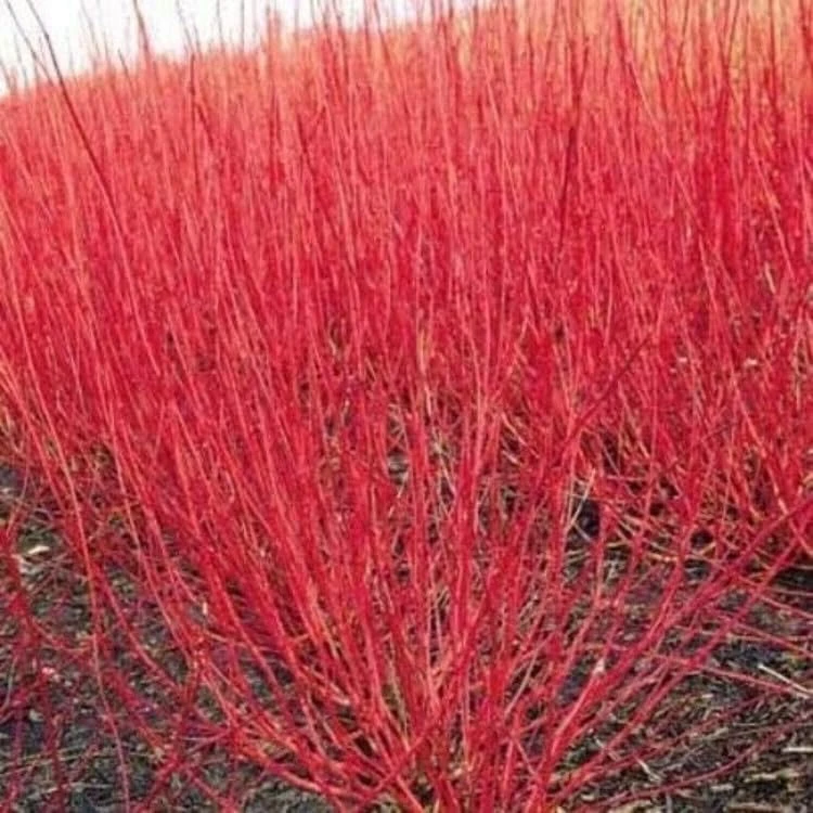 Red Twig Dogwood Shrub - 18-24" Tall Live Plant - Red Osier Bush for Winter Color - Image 3