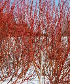 Red Twig Dogwood Shrub - 18-24