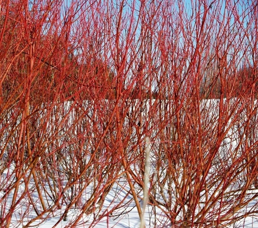 Red Twig Dogwood Shrub - 18-24" Tall Live Plant - Red Osier Bush for Winter Color - Image 5