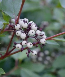 Red Twig Dogwood Shrub - 18-24