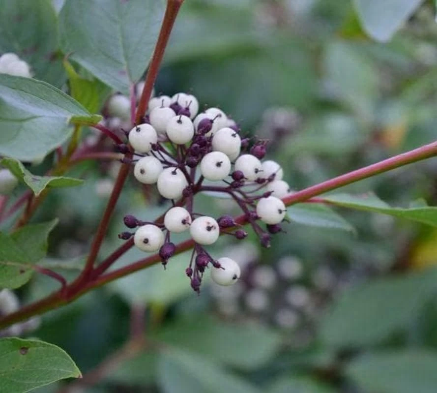 Red Twig Dogwood Shrub - 18-24" Tall Live Plant - Red Osier Bush for Winter Color - Image 6