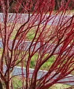 Red Twig Dogwood Shrub - 18-24