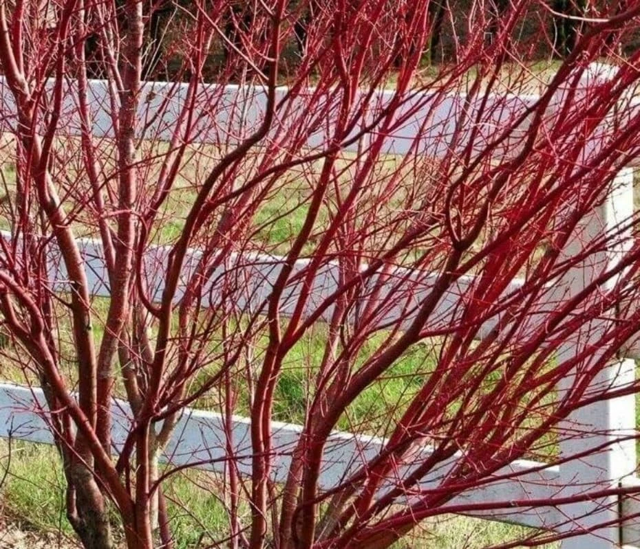 Red Twig Dogwood Shrub - 18-24" Tall Live Plant - Red Osier Bush for Winter Color - Image 7