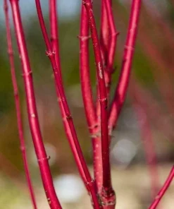 Red Twig Dogwood Shrub - 18-24