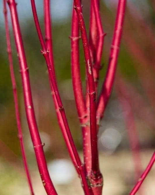 Red Twig Dogwood Shrub - 18-24" Tall Live Plant - Red Osier Bush for Winter Color - Image 8