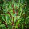 Red Twig Dogwood Shrub - 18-24" Tall Live Plant - Red Osier Bush for Winter Color - Image 1