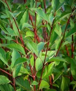Red Twig Dogwood Shrub - 18-24
