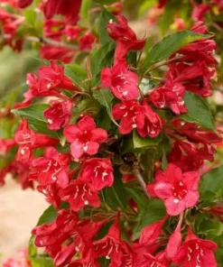 Red Weigela Live Plant - 10-16