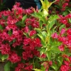 Red Weigela Live Plant - 10-16" Tall Shrub in Quart Pot - Outdoor Flowering Bush - Image 1