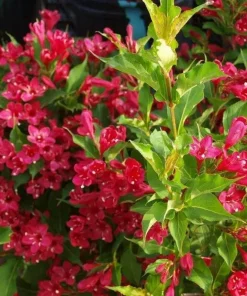 Red Weigela Live Plant - 10-16" Tall Shrub in Quart Pot - Outdoor Flowering Bush - Image 1