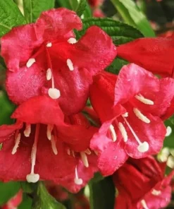 Red Weigela Shrubs - 2 Live Plants, 10-16