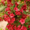 Red Weigela Shrubs - 2 Live Plants, 10-16" Tall, Quart Pots, Fast-Growing, Outdoor - Image 1
